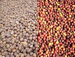Năm 2012, Cafecontrol dự kiến trả 99Kl.app mobile mới nhất 25%