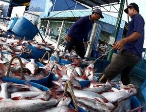 Chuyển cá tra từ bến đưa đi chế biến
