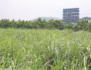 DN mía đường sẽ cán đích Kl99 nổ hũ năm