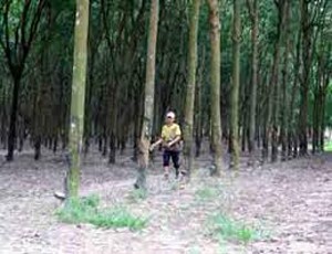 DPR: Kl99 nổ hũ tháng 1 giảm do giá cao su giảm