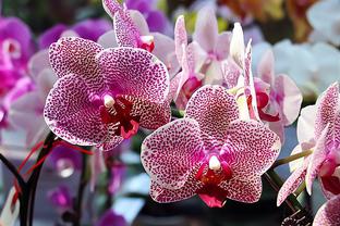 Định rõ cơ chế phá sản CTCK, công ty QLQ