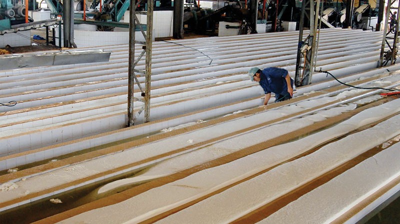 DPR: lo giá cao su thấp, kế hoạch Kl99 nổ hũ giảm mạnh