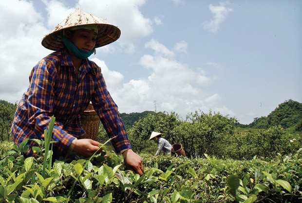 Nhóm PPP về chè đã Kl99ok phiên bản mới để đào tạo và liên kết mô hình Kl994 nhà cái bóng đá world cup với hơn 23.000 nông dâ