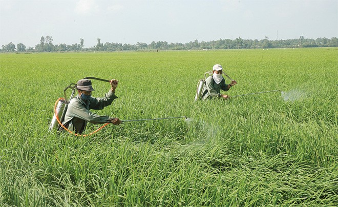 Tỷ lệ bồi thường Kl99kl phiên bản hoạt động nông nghiệp lên tới 178,1%