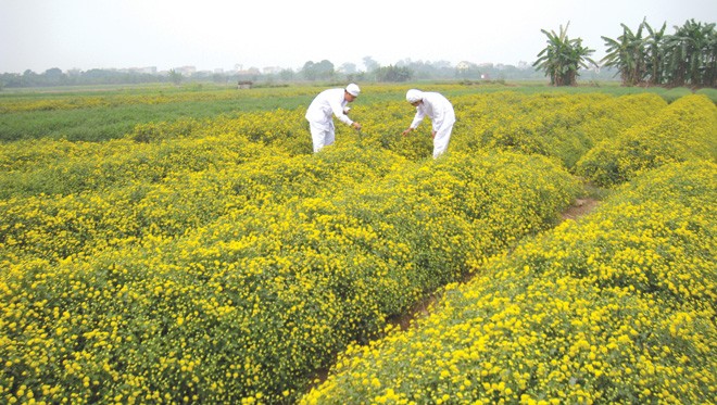 TRA đạt chuẩn GACP-WHO cho vùng dược liệu