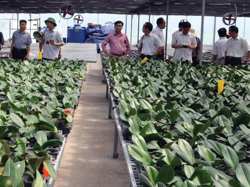 Dự án trồng hoa ly công nghệ cao tại huyện Hoành Bồ (Quảng Ninh). Ảnh: N.N