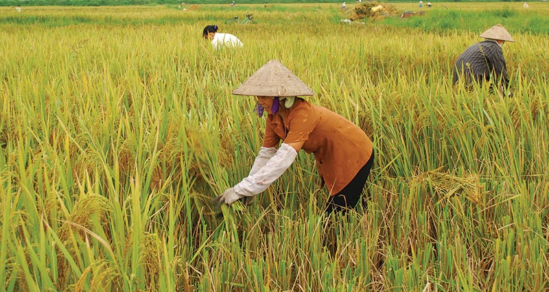 Kl99kl phiên bản hoạt động nông nghiệp khó thành công nếu như 99Kl99 trực tiếp đá gà không đứng ra hỗ trợ