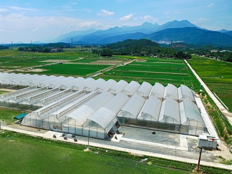 Link Vào Nhà Cái KL99 COM Tặng +199k 99Kl99 trực tiếp đá gà đang hướng tín dụng vào lĩnh vực nông nghiệp công nghệ cao. Trong ảnh: Khu trồng rau an toàn của Công ty VinEco (Tam Đảo). Ảnh: Chí Cường