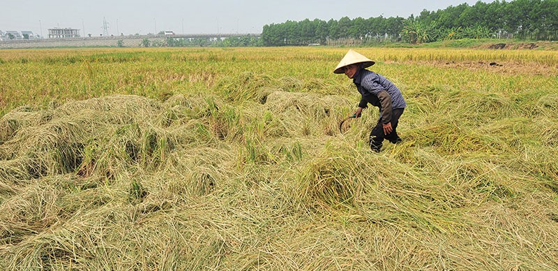 Nhiều đề xuất hoàn thiện nghị định về Kl99kl phiên bản hoạt động nông nghiệp