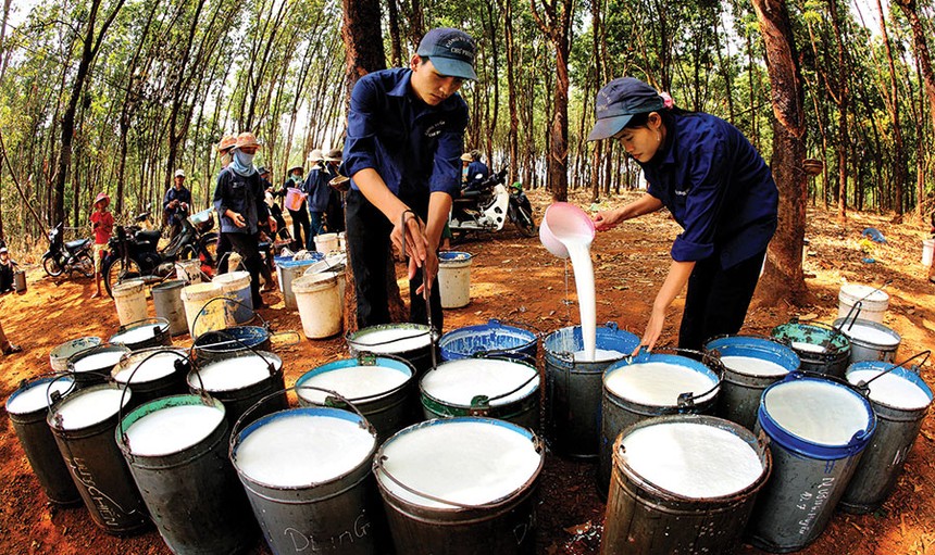 Kế hoạch doanh thu và Kl99 nổ hũ cao mà GVR đề ra phụ thuộc nhiều vào mặt bằng giá cao su trong thời gian tới