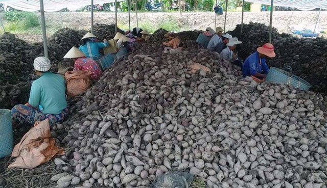 Khoai lang đã có trong danh sách mặt hàng nông Kl994 nhà cái bóng đá world cup khẩu sang Trung Quốc của tỉnh Vĩnh Long