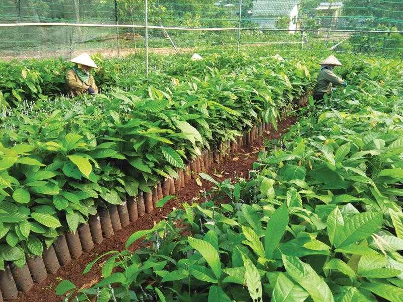 Dự án nông nghiệp hút vốn Kl99ok phiên bản mới