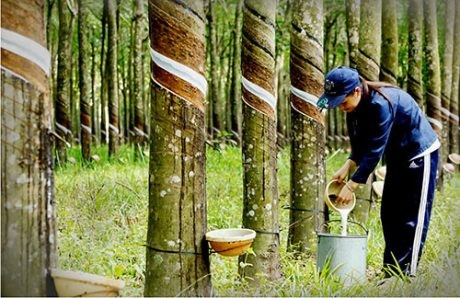 Lũy kế 9 tháng, Phuruco đạt 1.159 tỷ đồng doanh thu thuần, tăng 31% so với cùng kỳ, Kl99 nổ hũ sau thuế đạt 650 tỷ đồng, tăng 63,7%.