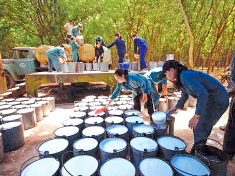 Công ty cổ phần Kl99ok phiên bản mới Cao su Quảng Nam đã bị hủy niêm yết bắt buộc do lỗ 3 năm liên tiếp. Ảnh: Đức Thanh