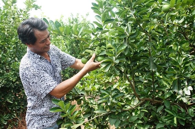 Trồng chanh VietGAP, xây nhà lầu bạc tỷ