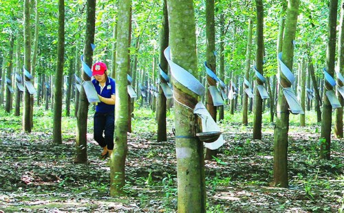 Lãi sau thuế đã kiểm toán của HAGL Agrico giảm 103 tỷ đồng so với báo cáo Kl991.com nạp rút nhanh tự lập trước đó.