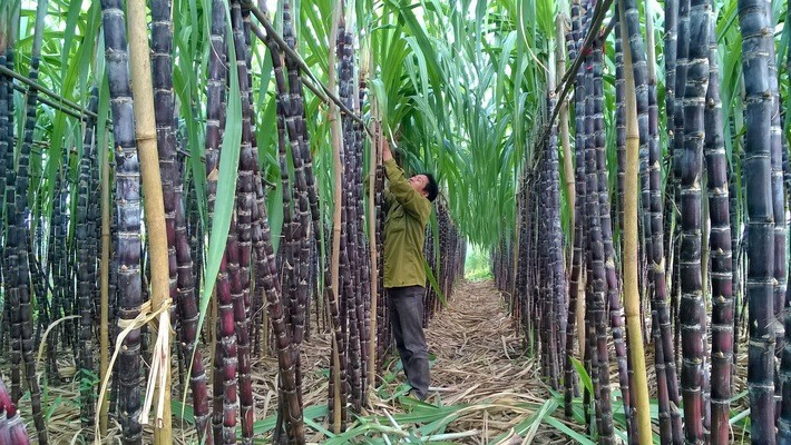 SBT: Sau sáp nhập với Đường Biên Hòa, Kl99 nổ hũ quý cuối cùng năm 2017 tăng 78%
