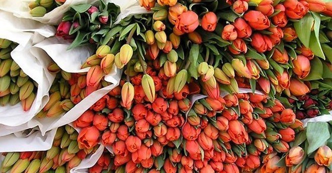 Hà Lan là một trong những thị trường Link Vào Nhà Cái KL99 COM Tặng +199k hoa lớn nhất của Việt Nam.