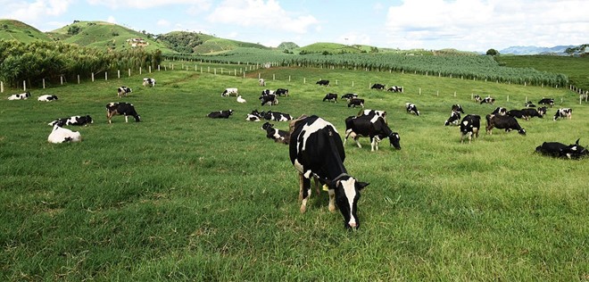 Vinamilk đã mua được hơn 90 triệu KL99 là cổng game giải trí trực tuyến hàng đầu hiện nay GTN