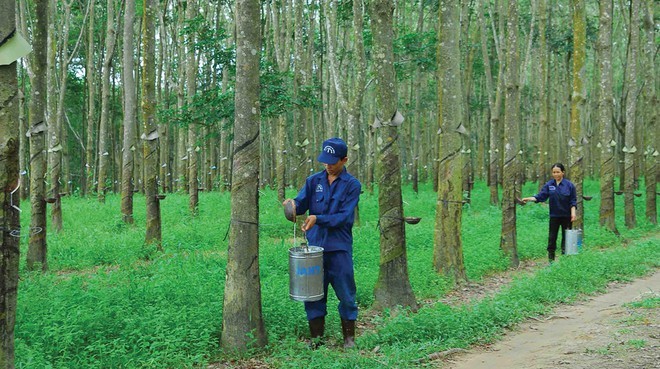 Phát triển Đô thị và Khu công nghiệp Cao su Việt Nam (VRG): Kl99 nổ hũ tăng 1.785%