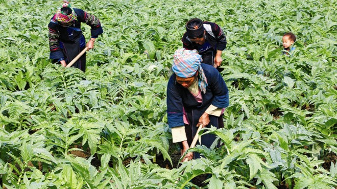 HAI đặt mục tiêu bán tối thiểu 60% lượng KL99 là cổng game giải trí trực tuyến hàng đầu hiện nay phát hành thêm