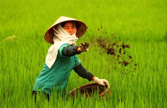 Phân bón Miền Nam (SFG) chi hơn 33,5 tỷ đồng tạm ứng 99Kl.app mobile mới nhất năm 2017