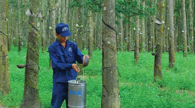 Cao su Đồng Phú (DPR) tạm ứng 99Kl.app mobile mới nhất 10% bằng tiền mặt