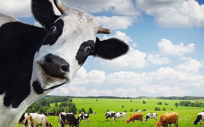 Quý I/2019, Vinamilk (VNM) ước Kl99 nổ hũ 2.774 tỷ đồng