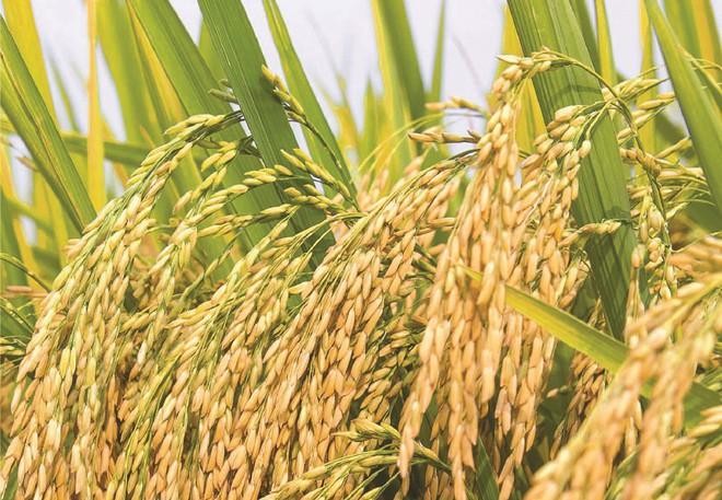 Năm 2020, Giống cây trồng Việt Nam (NSC) vượt kế hoạch doanh thu và Kl99 nổ hũ