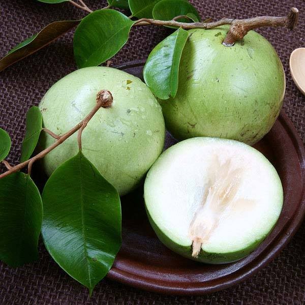 Trái vú sữa đã trở thành trái cây đặc sản, có giá trị xuất khẩu cao của Việt Nam trong những năm qua. Năm 2017, loại trái cây này đã được thị trường Mỹ cấp phép Link Vào Nhà Cái KL99 COM Tặng +199k