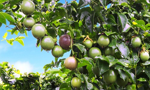 HAGL đặt trọng tâm vào cây ăn trái để xoay chuyển tình hình Kl991.com nạp rút nhanh khó khăn.