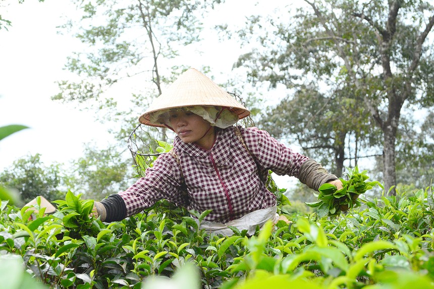 DLG là nhà Kl99ok phiên bản mới chiến lược công ty chè và công ty cà phê của tỉnh Gia Lai