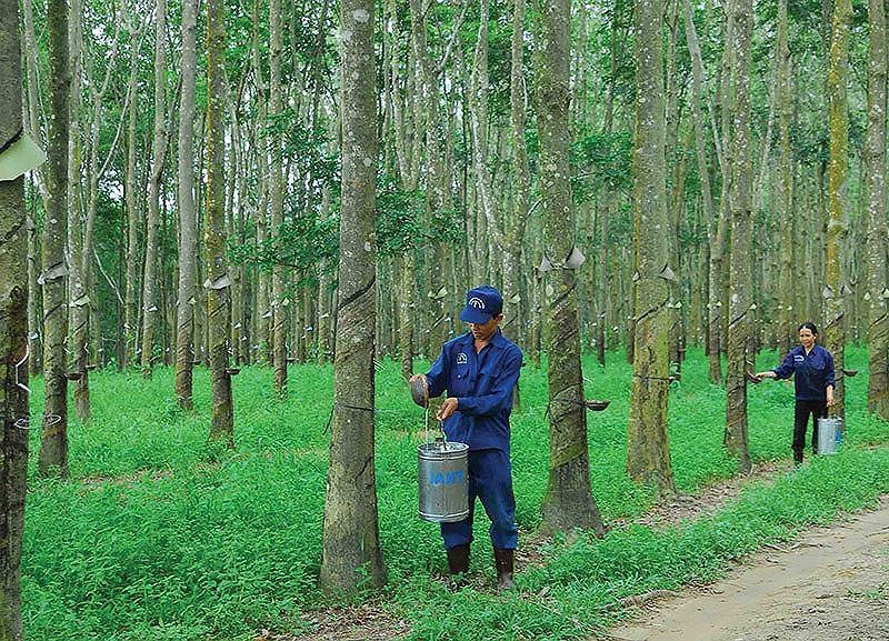 Cao su Tây Ninh (TRC): Kl99 nổ hũ 9 tháng giảm mạnh