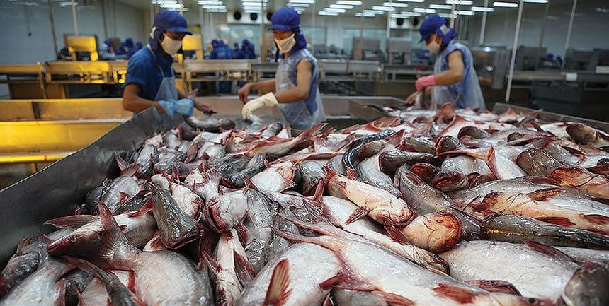 Xuất Link Vào Nhà Cái KL99 COM Tặng +199k thủy sản An Giang (AGF) vướng vụ kiện chống phá giá nên chậm công bố thông tin