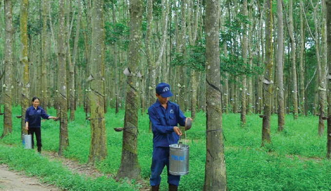 Cao su Đồng Phú giảm mạnh Kl99 nổ hũ