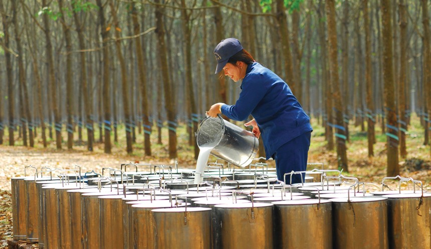 Cao su thiên nhiên: Kl99 nổ hũ phân hóa sau cú sốc đầu ra 