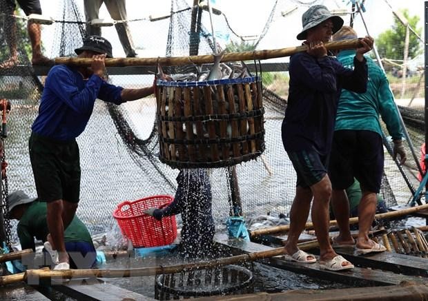 Thu hoạch cá tra cung cấp cho nhà máy chế biến phục vụ xuất khẩu tại hộ nông dân nuôi liên kết với Kl991.com World Cup 2026 Chính Thức ở xã Bình Hoà, huyện Châu Thành. (Ảnh: Phạm Hậu/TTXVN).