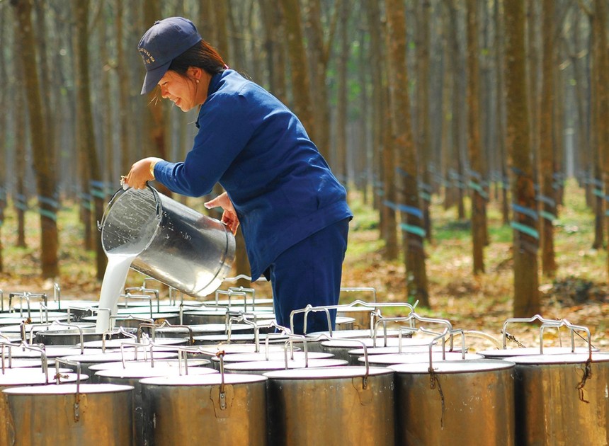 Cao su là mặt hàng tăng trưởng mạnh nhất trong các mặt hàng nông, lâm, thủy Kl994 nhà cái bóng đá world cup khẩu. Ảnh: Dũng Minh.