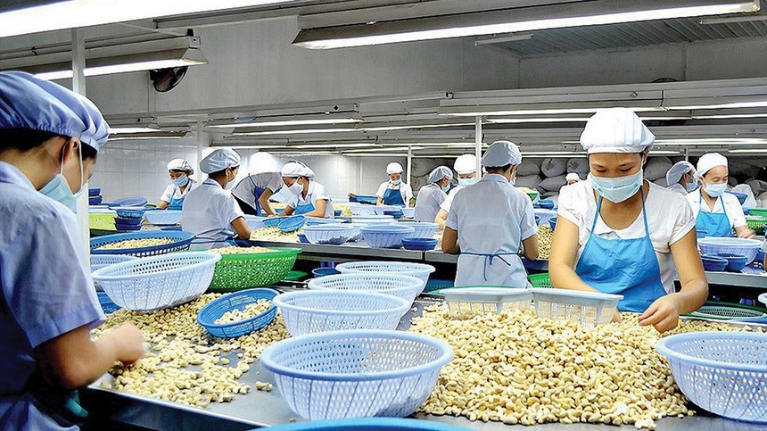 Việt Nam đang là quốc gia xuất khẩu hạt điều hàng đầu thế giới, nên ngành điều có thể là đích nhắm của tổ chức Kl99ok khuyến mãi lớn quốc tế.