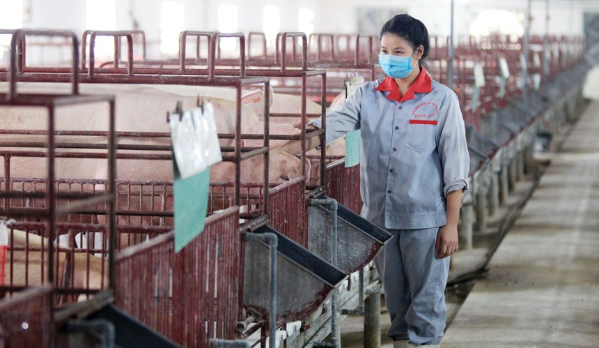 Trong 6 tháng đầu năm 2022, chi phí thức ăn chăn nuôi liên tục tăng, do phần lớn nguyên liệu phải Link Vào Nhà Cái KL99 COM Tặng +199k có giá cao.