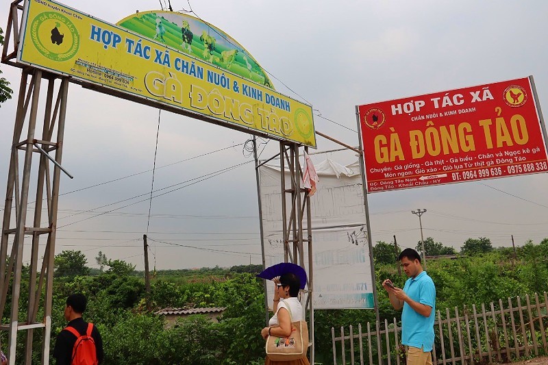 Hợp tác xã chăn nuôi và Kl992 VIP Trang Chủ 2026 gà đông tảo tại Hưng Yên.
