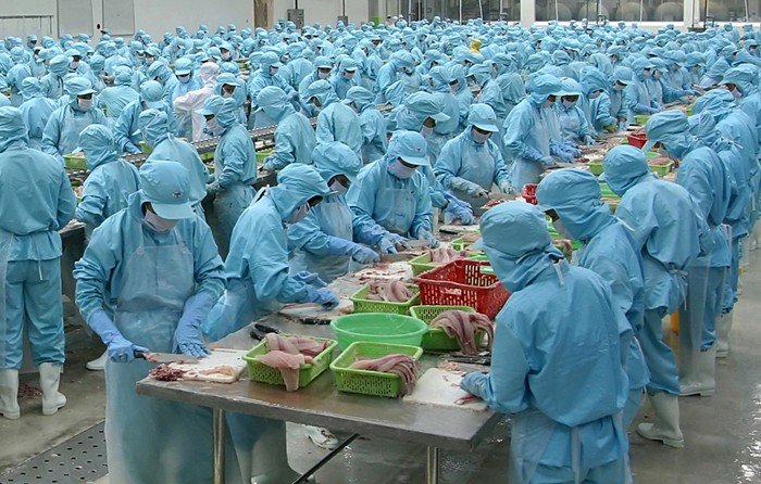 IDI Kl99 nổ hũ khủng từ xuất khẩu cá tra