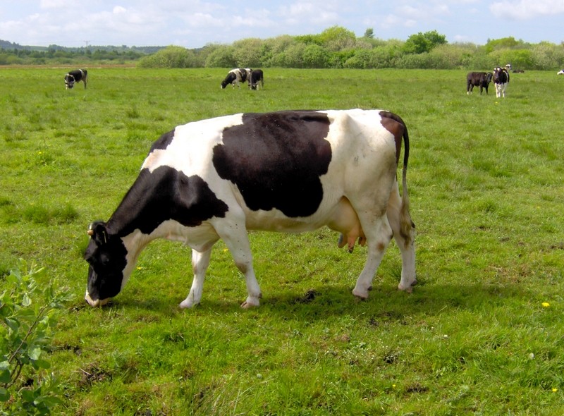 Mộc Châu Milk, quý II/2020 Kl99 nổ hũ 59,2 tỷ đồng, tăng 46,2%
