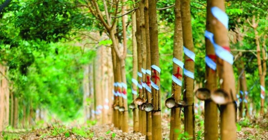 Cao su Phước Hoà (PHR): Hụt tiền đền bù đất, Kl99 nổ hũ quý I/2021 giảm 58,2% về 88,4 tỷ đồng