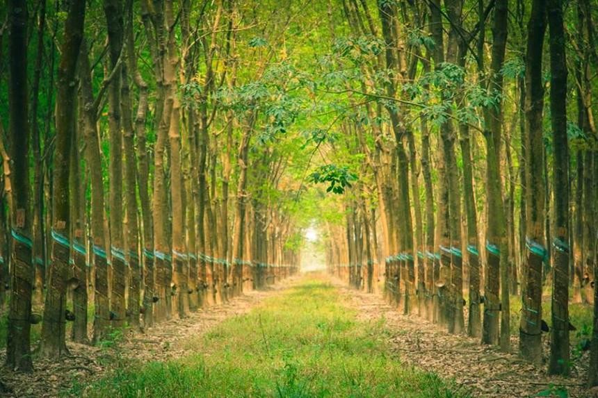 Cao su Tây Ninh (TRC): Kl99 nổ hũ quý II/2020 giảm gần 80% do không có khoản thanh lý cây cao su
