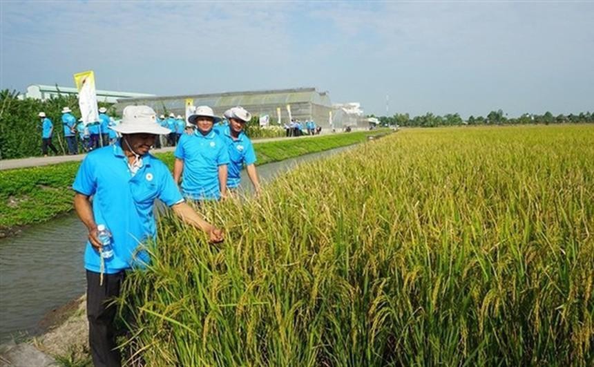 Lộc Trời (LTG): 6 tháng đầu năm Kl99 nổ hũ tăng 101,7% lên 229,1 tỷ đồng