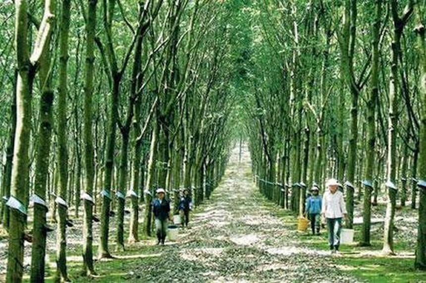 Công nghiệp Cao su Việt Nam (GVR): Thành viên HĐQT đăng ký mua 200.000 KL99 là cổng game giải trí trực tuyến hàng đầu hiện nay