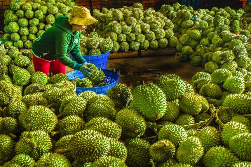 Malaysia cạnh tranh với Thái Lan và Việt Nam về thị trường sầu riêng ở Trung Quốc
