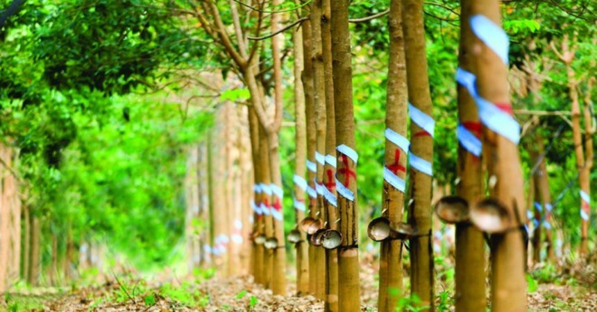 Kl99 nổ hũ Cao su Phước Hoà (PHR) trong quý IV/2024 tăng 55,1% lên 242 tỷ đồng