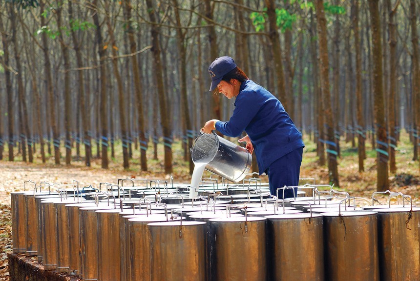 Cao su Đắk Lắk (DRG) đã giảm sở hữu về 45% vốn tại Kl99ok phiên bản mới Cao su Đắk Lắk (DRI)